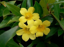 Gelsemium Sempervirens Carolina Jessamine Vine Seeds Fresh USA Fast Ship... - $14.98