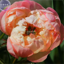 SEED Peony Peach-red Golden Perennial Tree Flower Seeds - £3.17 GBP