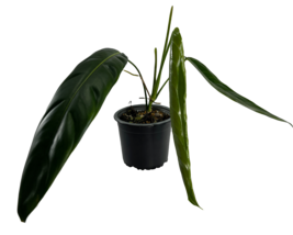 Philodendron Patriciae by LEAL PLANTS ECUADOR| California Tropicals Live... - $50.00