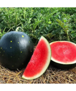 Hybrid Black Skin Oval Shape Watermelon - 10 Seeds - $5.75