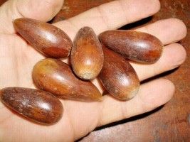 12 California Valley White Oak Acorns Quercus Lobata Seeds Fresh Fast Shipping - $19.80