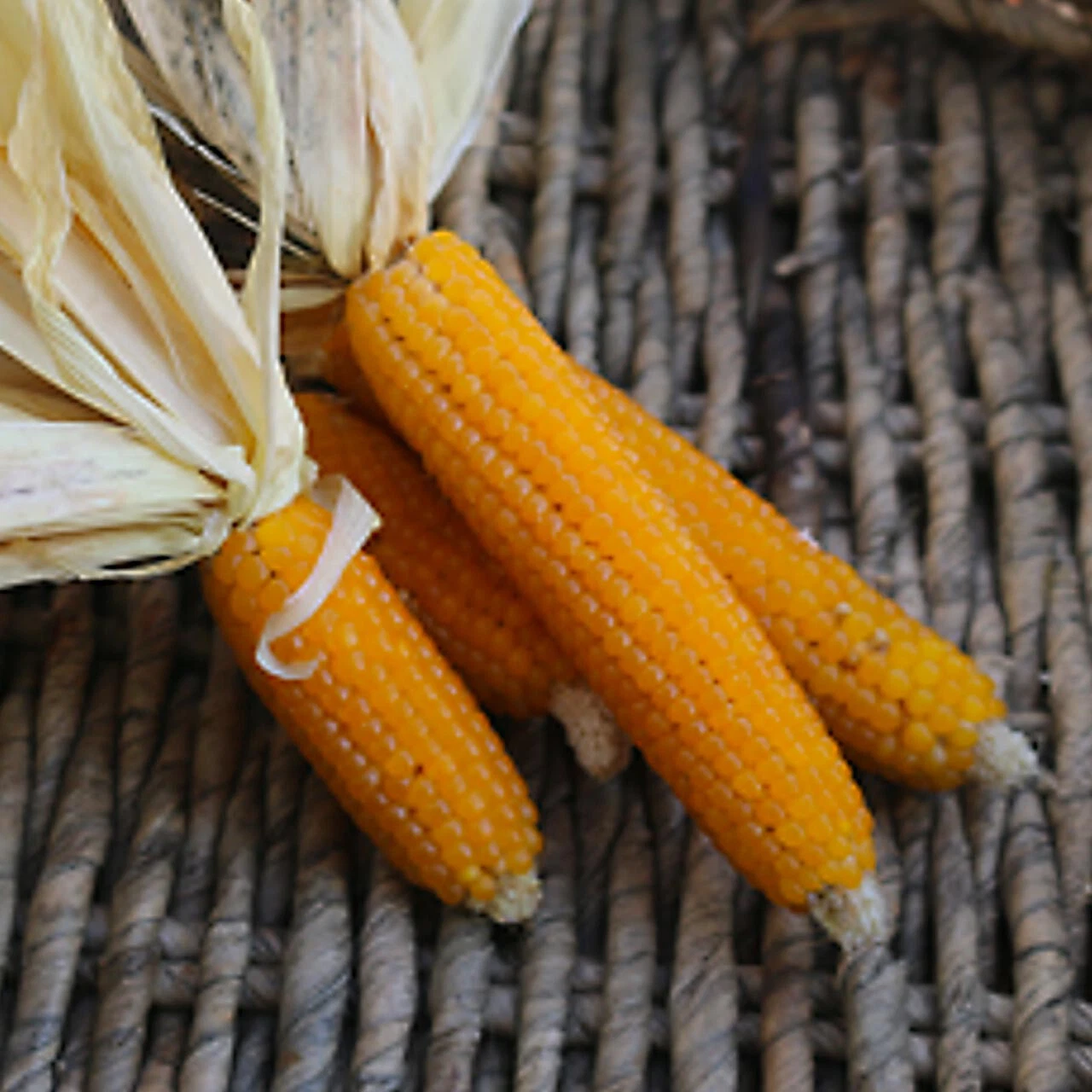 50+ LADY FINGERS POPCORN SEEDS FRESH HARVEST FOR GARDENS - $8.34