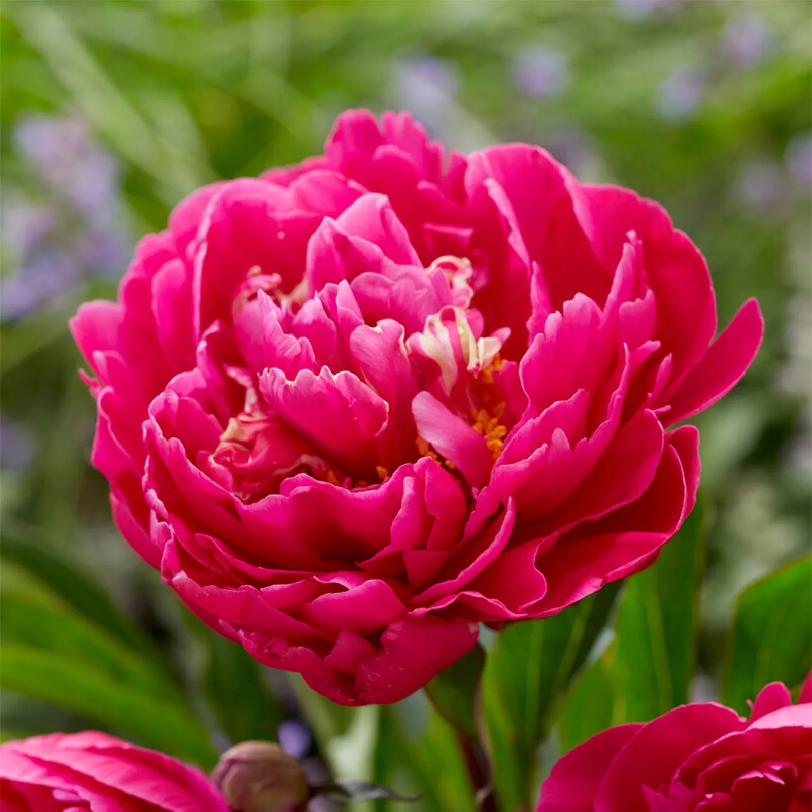 Karl Rosenfield Peony Flower Bulbs - $38.74