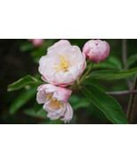 25 Pcs Fimbriata Crabapple Seeds for Garden Planting - $10.99