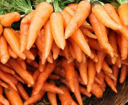Tendersweet Carrot Seeds Organic Sweet Carrot Seeds Carrot Seeds Carrots... - $2.98