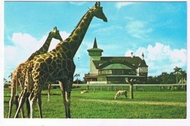 Florida Postcard Giraffe Busch Gardens Serengeti Plain of Dark Continent - £2.32 GBP