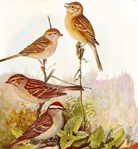 Field Chipping And Fox Sparrows 1936 Bird Lithograph Color Plate Print D... - $24.99