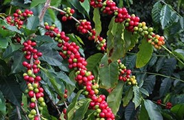 Hawaiian Kona Coffee Plant Seeds 1 Pack  - £19.08 GBP