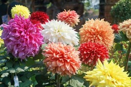 Fresh 30 Dahlia Showtime-Showpiece Flower Seeds - A Iowa Ship From Usa - $16.58