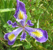 25 Seeds - Oregon Iris Native Wildflower - £7.14 GBP