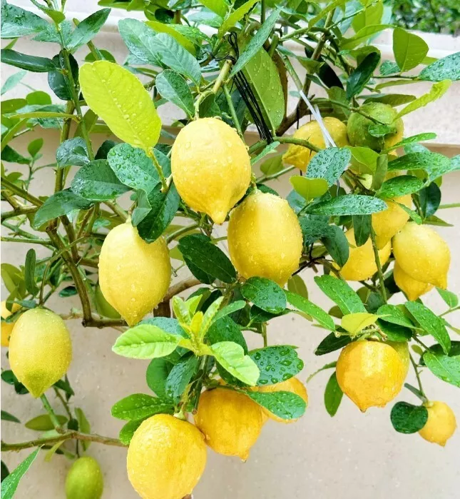 BStore 30 Perfume Lemon Grow Your Own Delicious Fruit Seeds Starter Kits - $173.23 MXN