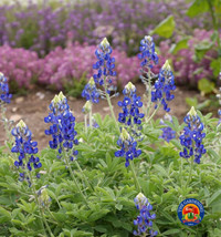 50 Texas Bluebonnet Flower Seeds Lupinus Texensis Bluebonnets USA Seller Garden  - $12.96