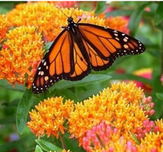 Hot Sale Sementes Flower Seed 20 Attractive Butterfly Milkweed Asclepias... - $6.99
