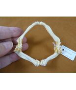 (SJ235-110) Rare 3-3/8&quot; LONGNOSE Skate SHARK jaw teeth Dipturus Oxyrhinc... - $940.62 MXN