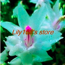 SL 200 Pcs Schlumbergera Cactus Christmas Bonsai, Seed For Home And Garden, Zygo - $3.73