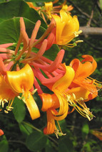 Live Plant Mandarin Honeysuckle Vine Perennial Lonicera 2.5&quot; Pot Outdoor Garden - £48.15 GBP