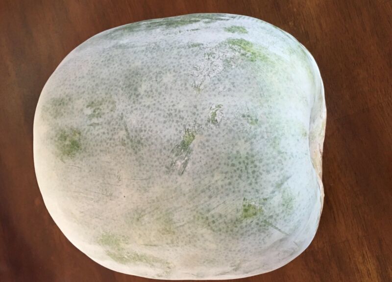 TISSEEDS 15 Wax Gourd Seeds White Ash Gourd Winter Melon Dong Gua Alu Pu... - $8.99