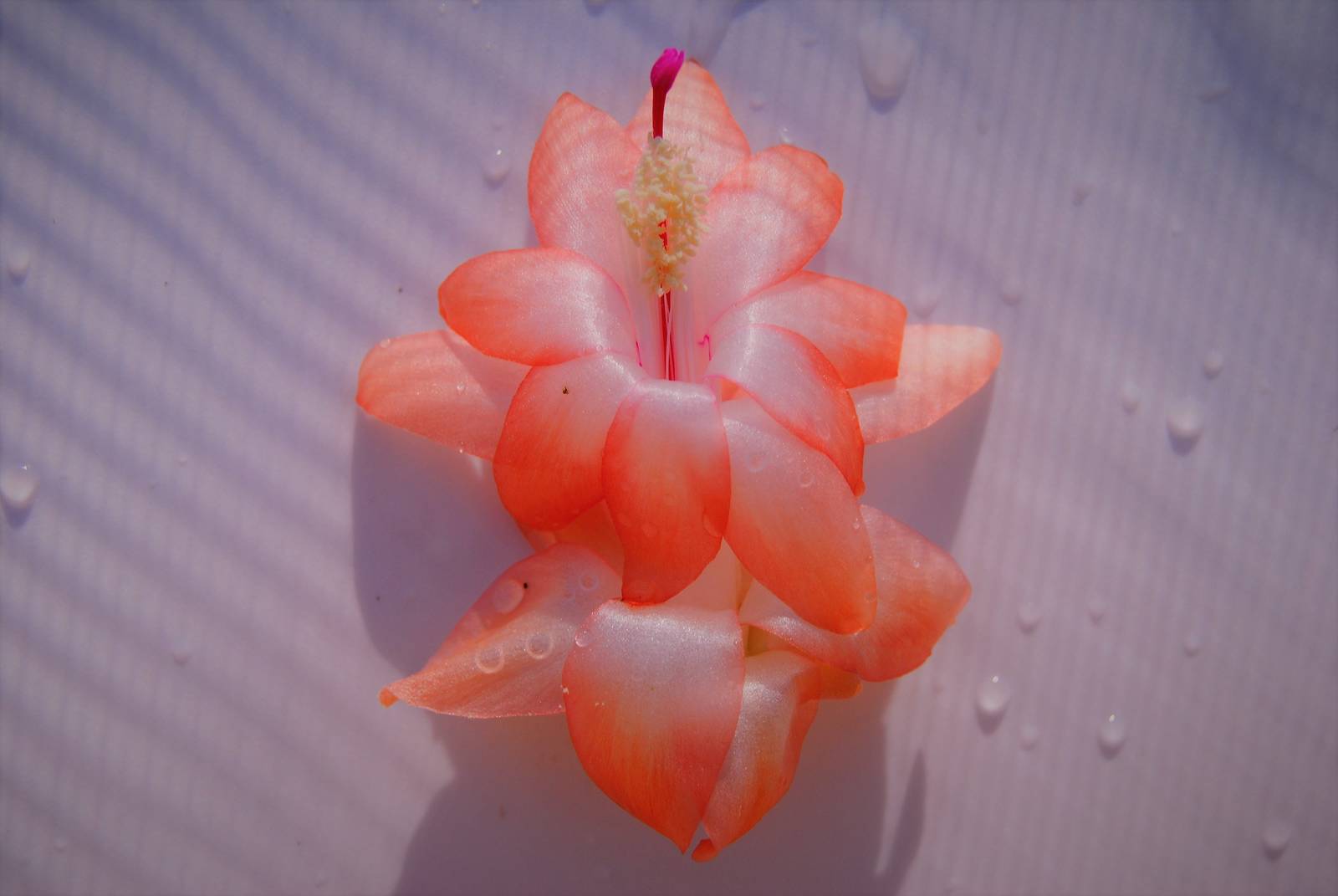 Hawaiian SweetHeart~~Christmas Cactus Well Rooted Starter Plant~~ Schlum... - $16.99