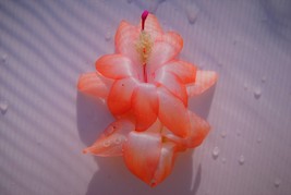 Hawaiian SweetHeart~~Christmas Cactus Well Rooted Starter Plant~~ Schlum... - $16.99