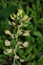 Perfoliate Pennycress - Thlaspi perfoliatum - 250+ seeds - E 238 - £1.33 GBP