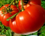 50 Seeds Mortgage Lifter Tomato Seeds Organic Native Heirloom Vegetable ... - $8.99