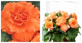 3 Begonia Giant Ruffled Apricot Flower Bulbs  For Gardening - £25.91 GBP