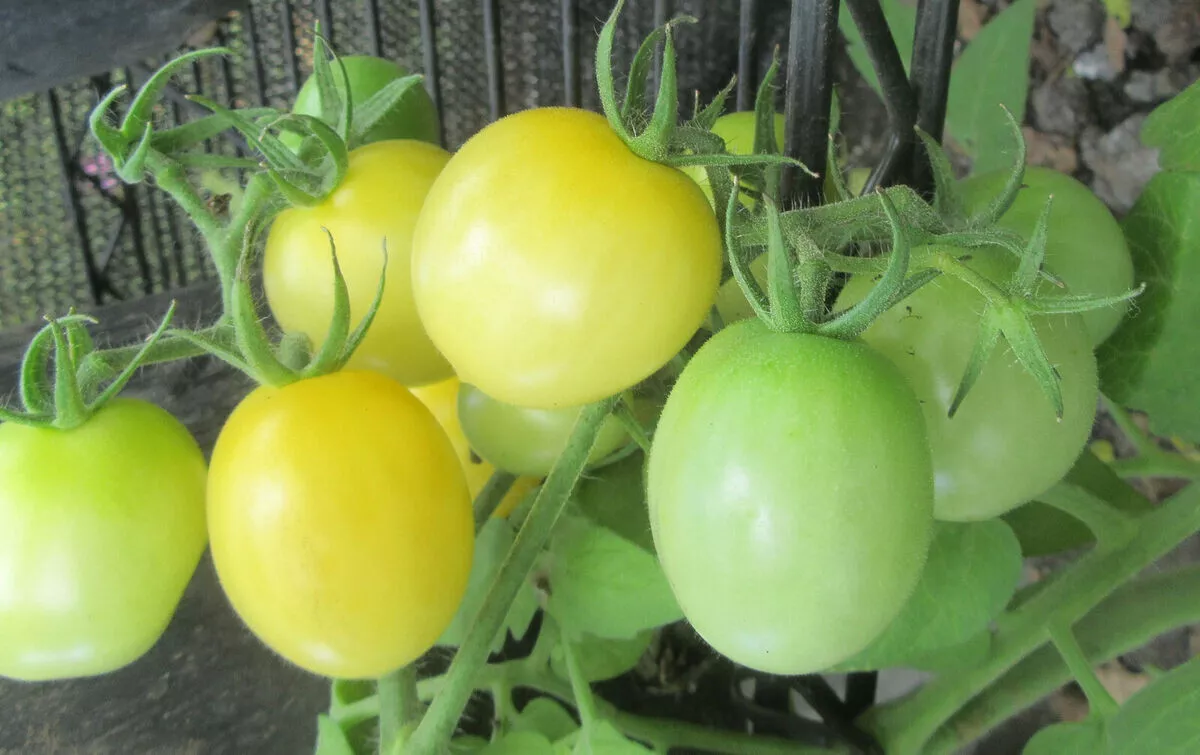 50 Seeds Dwarf Bendigo Moon Tomato Juicy Vegetable Fresh Seeds USA Seller - £9.43 GBP