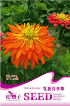 30 Orange Zinnia Angustifolia Flower Fresh Seeds for Planting - £9.35 GBP