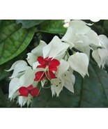 White Bleeding Heart Live Plant in pot - $22.50