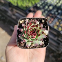 Sempervivum Wildnerness Glow | Hens and Chicks  | Colorful Sempervivum |... - $185.15 MXN