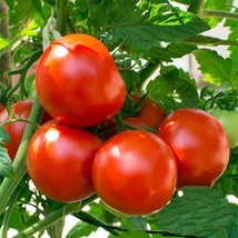 BPA Oregon Spring Tomato Seeds 50 Seeds Non Gmo From US - £7.18 GBP