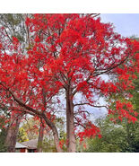 Illawarra Flame Tree Seeds (Brachychiton acerifolius) – Red and Landscaping - $171.72 MXN