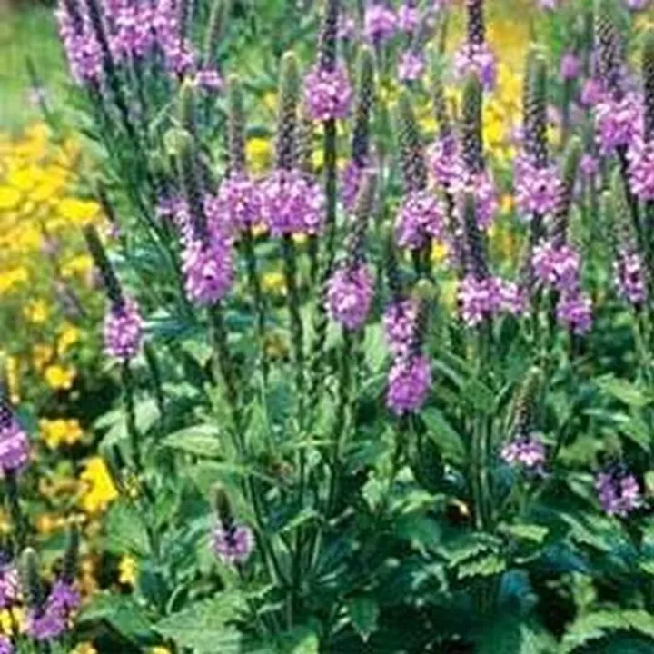 100 Seeds Verbena Hoary Vervain Stricta From US - $9.82