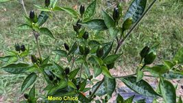 Item image 13