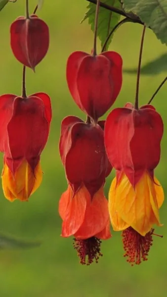 New Fresh 25 Red Orange Bleeding Heart Seeds Flowers Shade Flower - £10.64 GBP