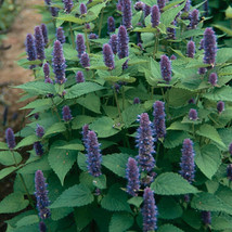 1000 ANISE HYSSOP SEEDS    - $5.53