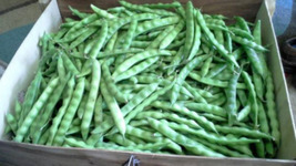 Beans, White Greasy Pole Beans 200  Non-Gmo, Heirloom, Organic, Amish  - £6.38 GBP