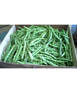 Beans, White Greasy Pole Beans 200  Non-Gmo, Heirloom, Organic, Amish  - £6.28 GBP