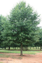 Willow Oak qt pot (quercus phellos) image 2