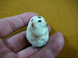 (TNE-FROG-360-b) SPOTTED spot FROG amphibian TAGUA NUT Figurine carving ... - $17.53