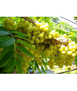 Thai fresh Star Gooseberry (PHYLLANTHUS ACIDUS) Seeds, 5 seeds, Country ... - £2.16 GBP
