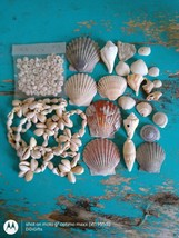 Seashells, Sea Shells Beads Seashell Crafts Decorating Aquarium Lot FREE Ship! - £13.23 GBP
