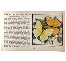 Cloudless Sulphur Butterfly 1934 Butterflies Of America Insect Art PCBG14B - $19.99