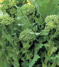 Broccoli Raab Seed | R API Ni | Heirloom | Non Gmo | Vegetable | Sz 100-5000 Seeds - $1.99+