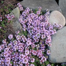 New Fresh Seeds 100 Walk On Me Creeping Thyme Thymus Serpyllum Herb Flower Seeds - $14.90