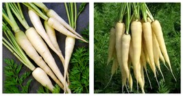 600 Seeds Lunar White Carrot Seeds Fresh Garden Seeds FREE SHIP - £19.10 GBP
