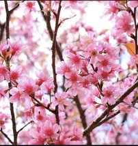 2 Okame and 2 Yoshino cherry  (live tree seedling 7 to 13 inches) - £37.26 GBP