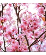 2 Okame and 2 Yoshino cherry  (live tree seedling 7 to 13 inches) - £37.17 GBP