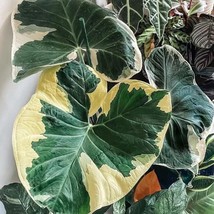 Alocasia Mickey Mouse Xanthosoma Albomarginata Starter Plant 2 Plants Fr... - $39.00
