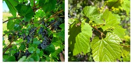 Riparian grape rootstock cuttings Vitis riparia 5pcs Outdoor Living - $31.99